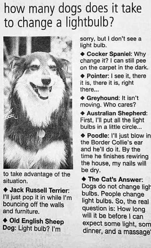 dogs to change lightbulb.jpg